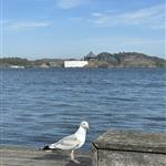 Blåfugl