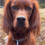 Dagfinn