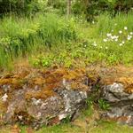 Greengrass