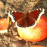 Jon på Sagene i Oslo