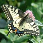 Jon på Sagene i Oslo