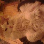 Lasse