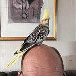 PålR
