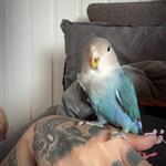 Victorialfg